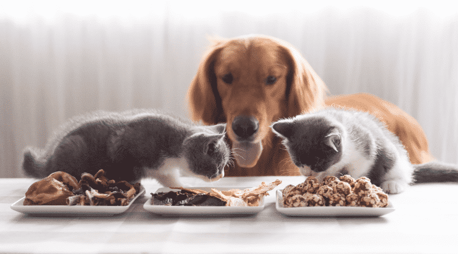 dog cat food
