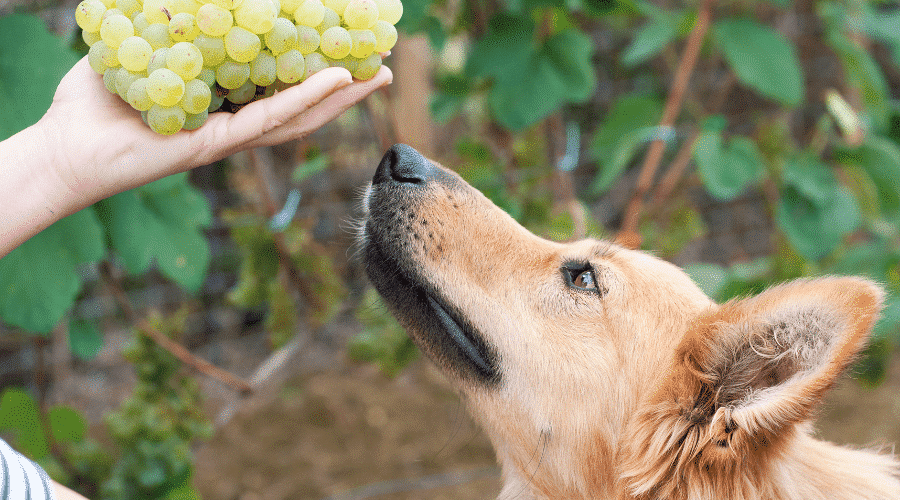 dog eat grapes