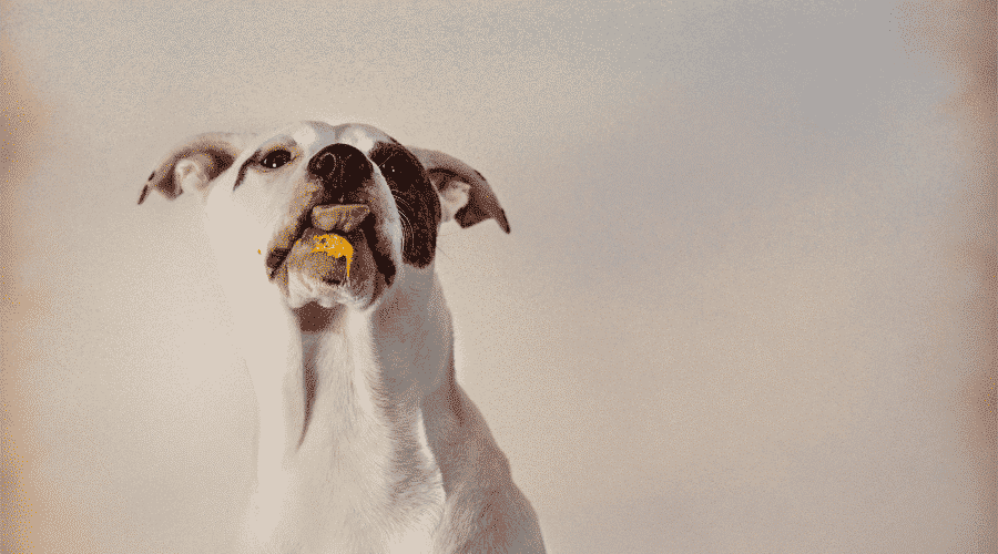 dog not eat peanut butter