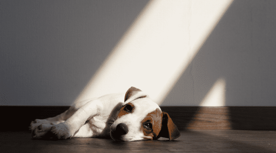 Dog Sounds Congested