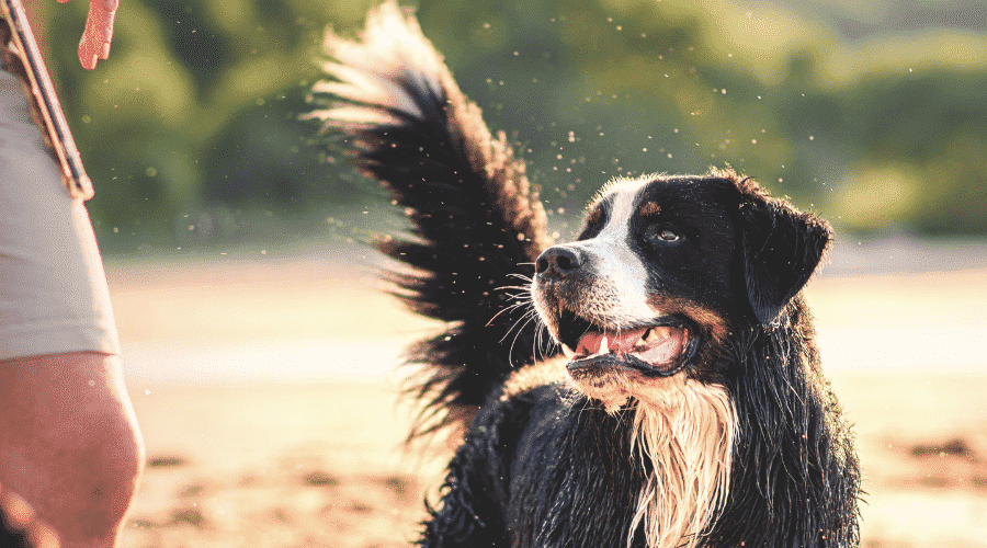 play hard with your dog