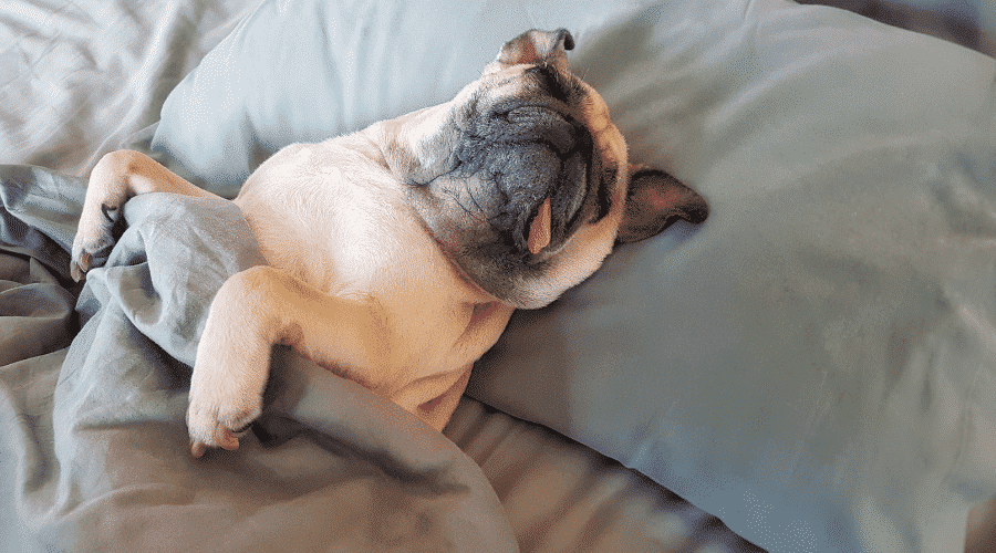 dog sleeping on bed