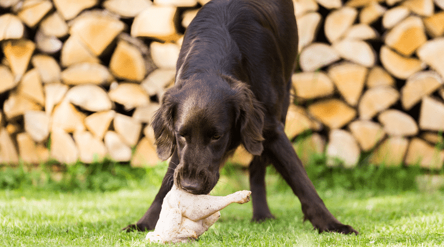 dog eat raw chicken every day