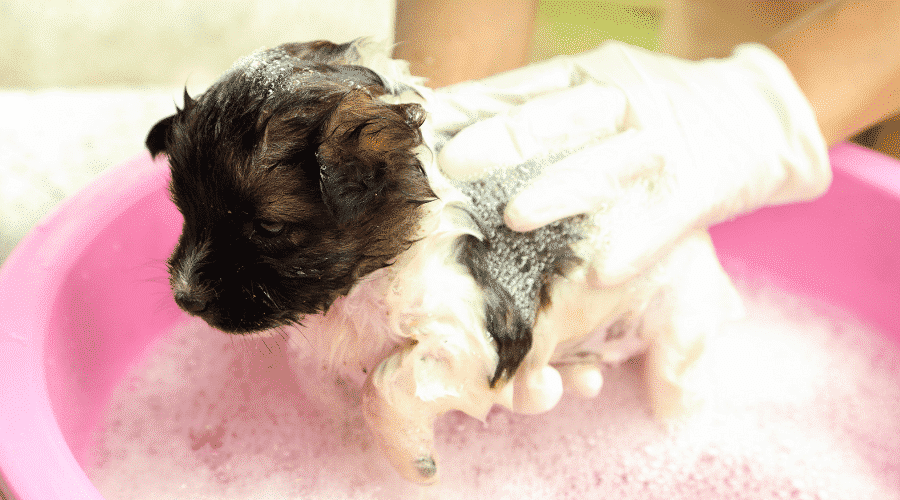 puppy bath with prrtective gloves