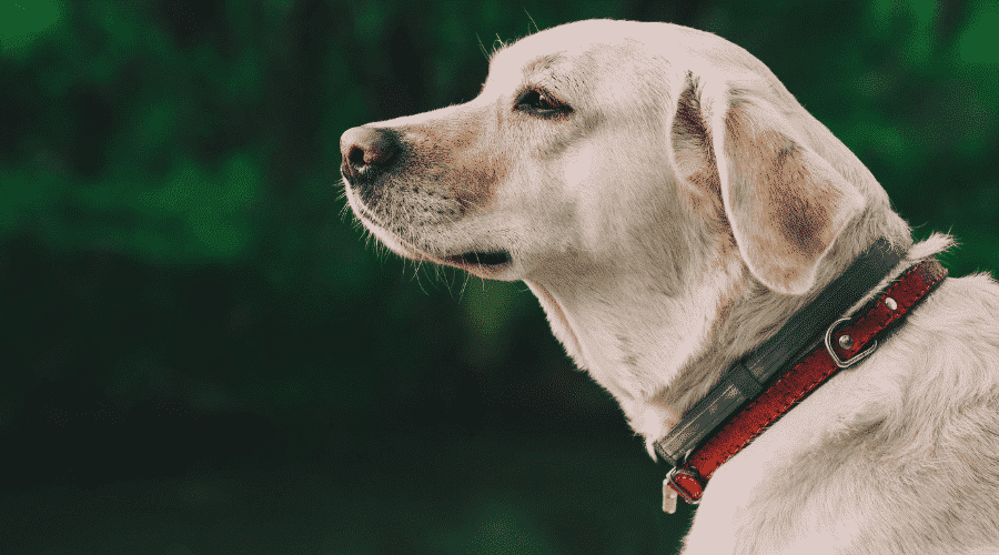 dog owner tightens the collar and makes it too tight.