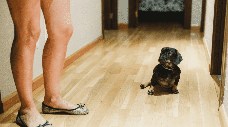 dog wants to connect to you better