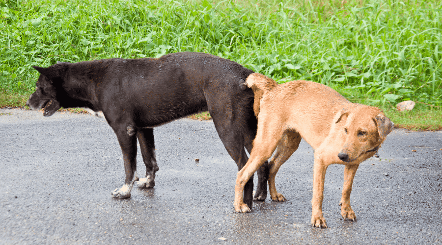 Dogs Get Stuck When They Mate
