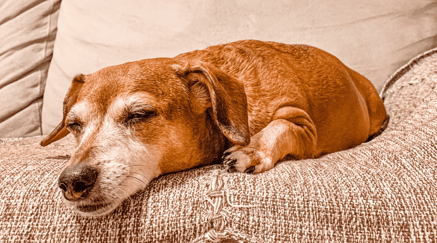 How To Keep House Clean When Dog Is In Heat