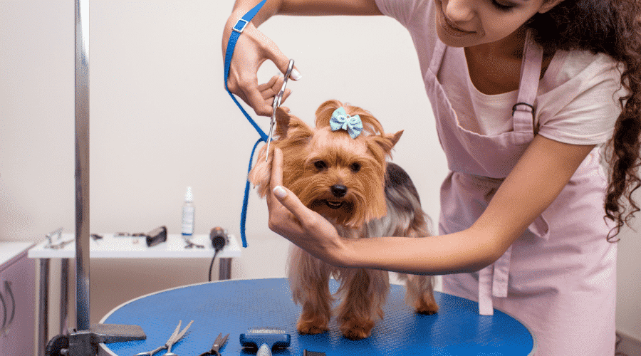dog groomer in action