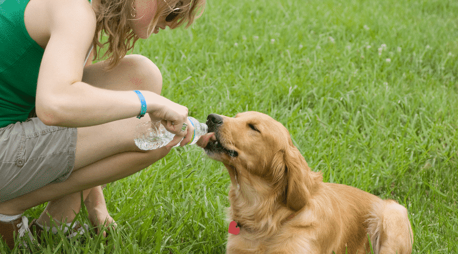 Can Dogs Eat Gatorade