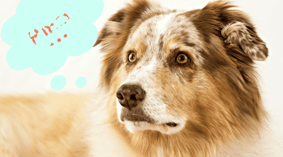 dog thinking food
