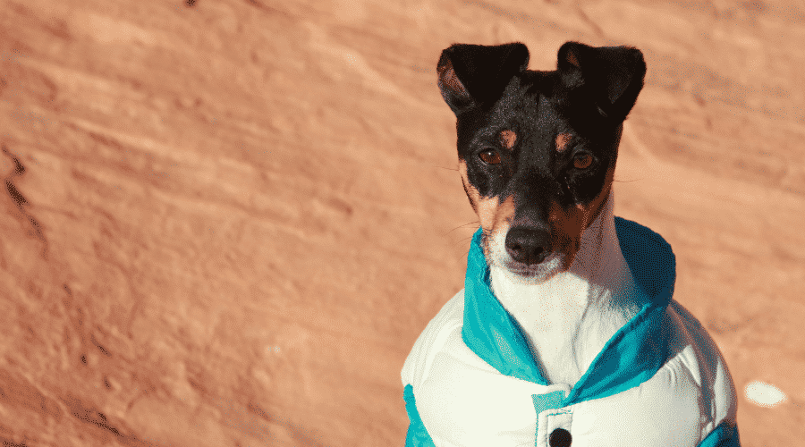 calculate dog age in human years