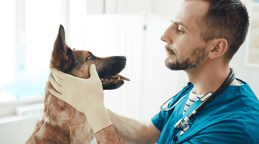 Take My Dog To The Vet