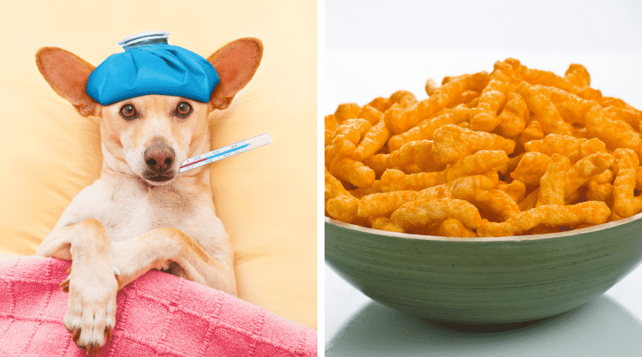 What happens to dogs that eat Cheetos