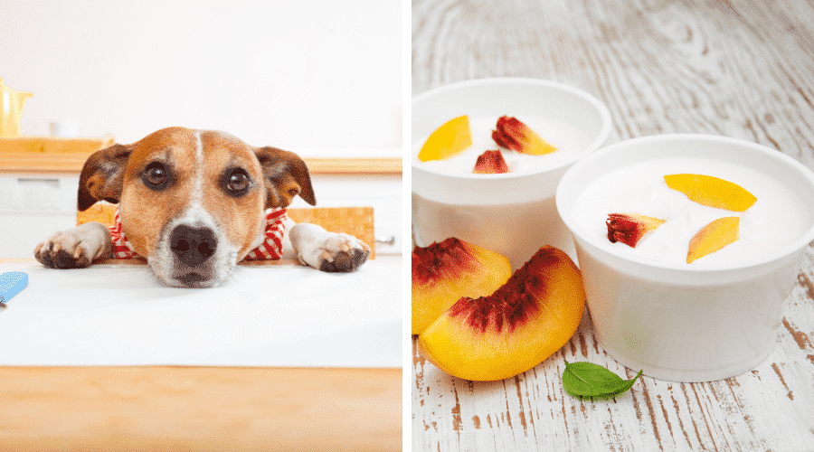 What Kind of Yogurt is Best for Dogs