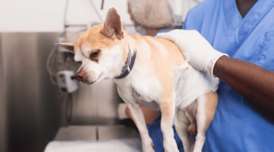 Can old dogs be Neutered