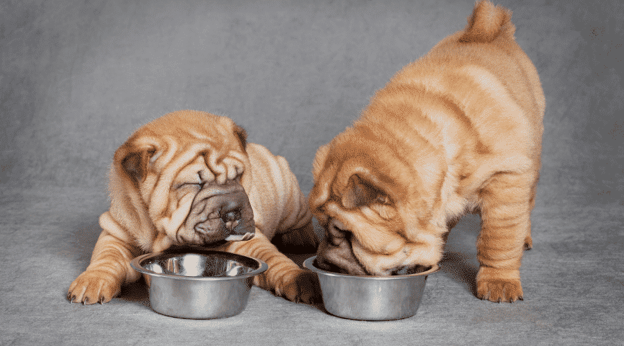 How Long Do You Need to Feed Puppy Food to Puppies