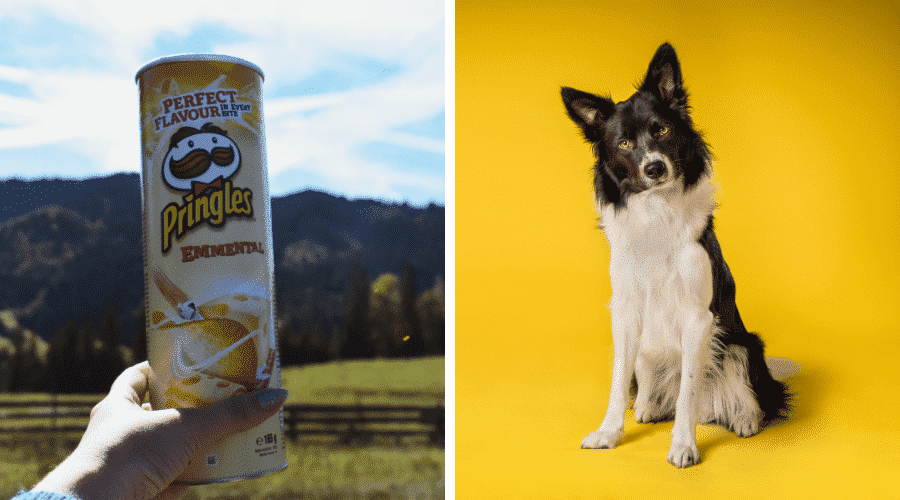What to Do If Dog Overeats Pringles