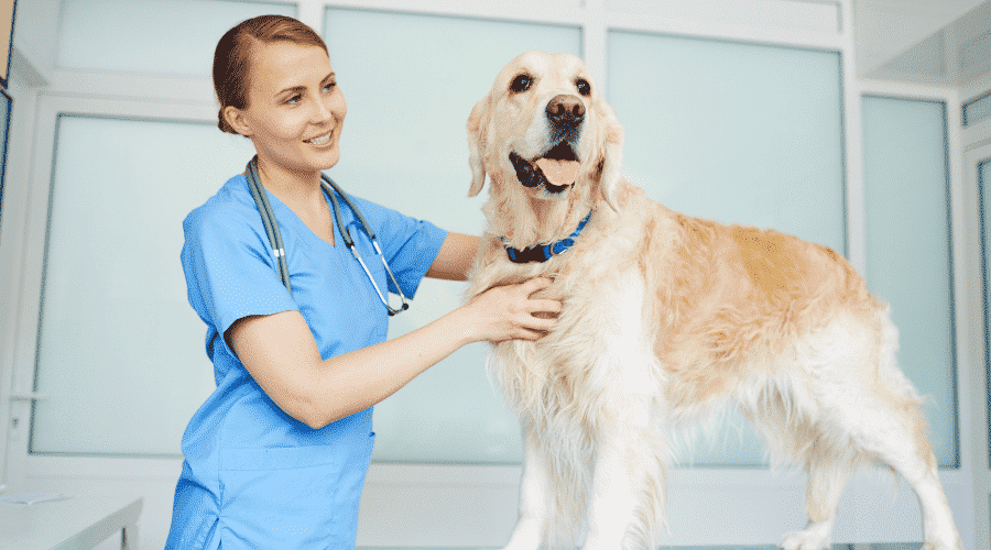 dog Care after spaying