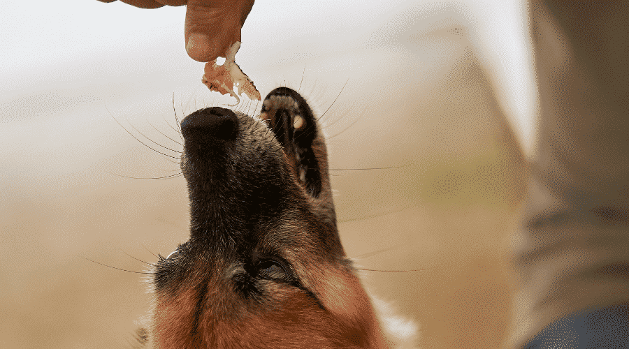What if A Dog Eats Ham