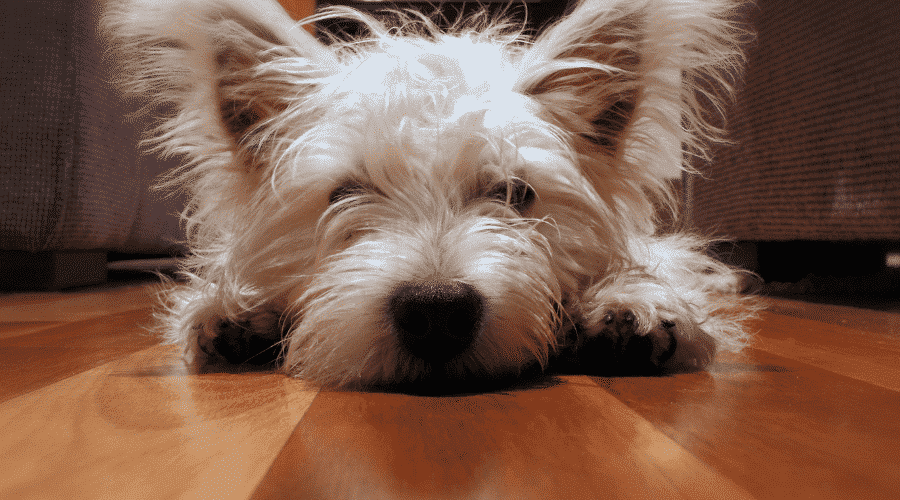 dog Sighing is not always harmless