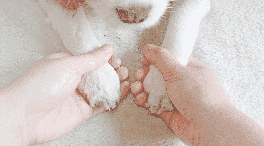 dog kicking his leg while you scratch him