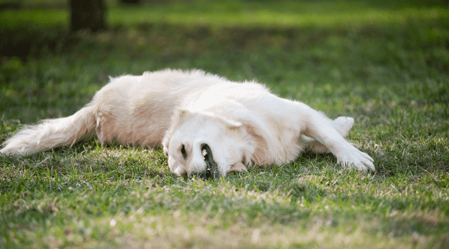 dog rolling on grass