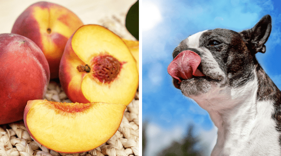can too much peach be harmful for dogs