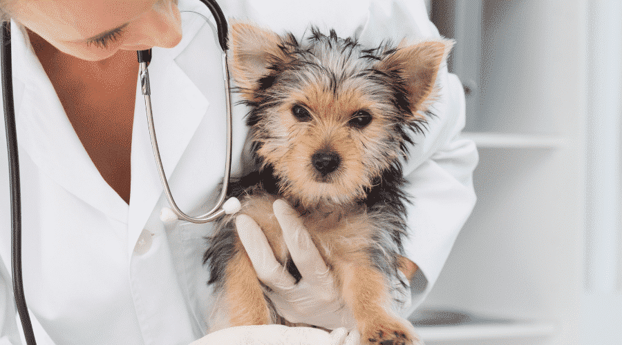 When do Hiccups become a dog health concern