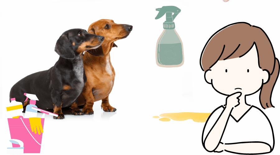 Sprays To Make My Dog Stop Peeing In The House