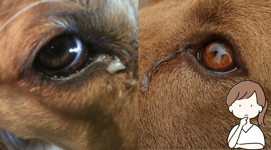 Why Does My Dog Have Eye Boogers