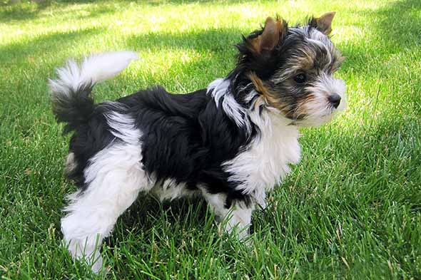 Biewer Terrier dog breed
