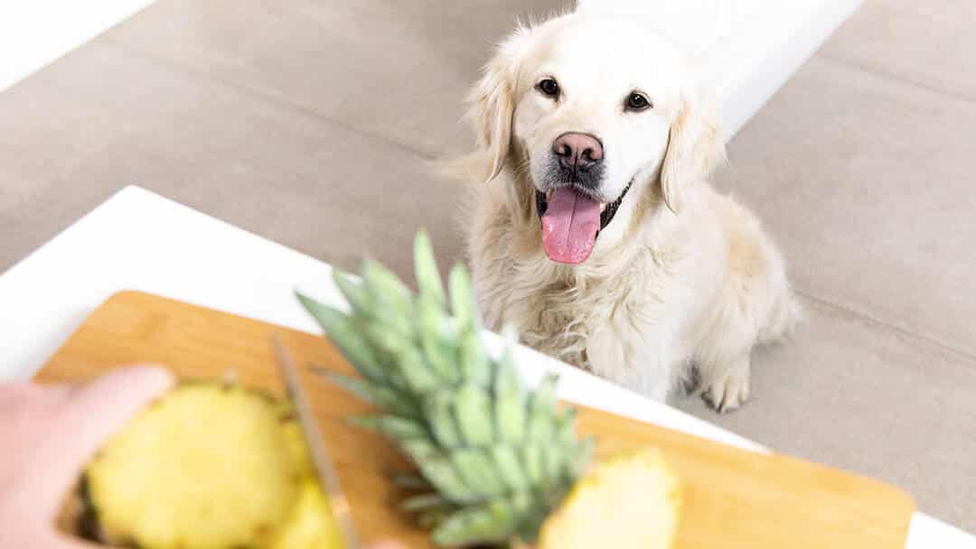 dog eat pineapple