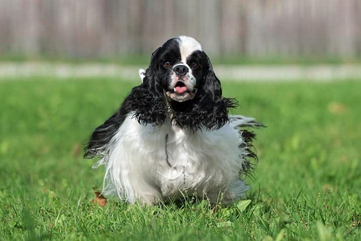 Cocker Spaniel dog bird breed