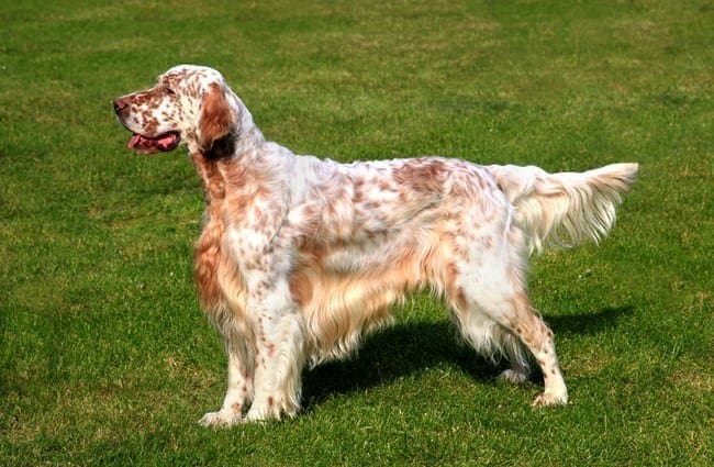English Setter dog breed