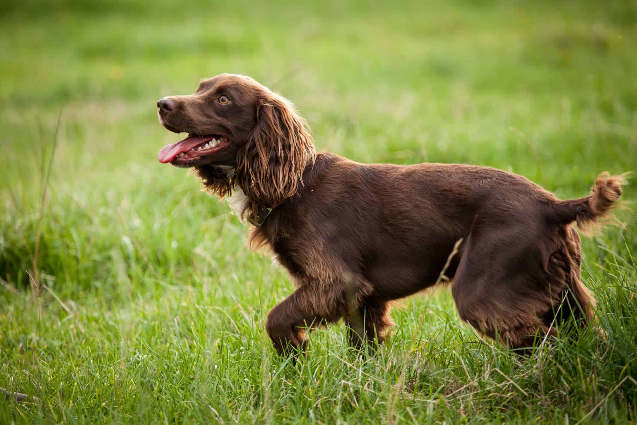 Boykin Spaniel dog breed