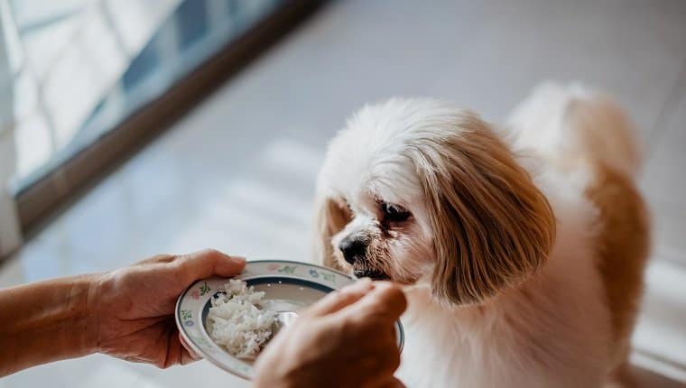 Health benefits of feeding rice to your dog