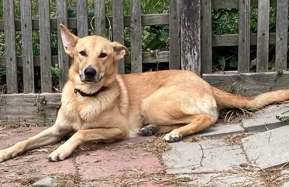 Chinooks rare dog breed