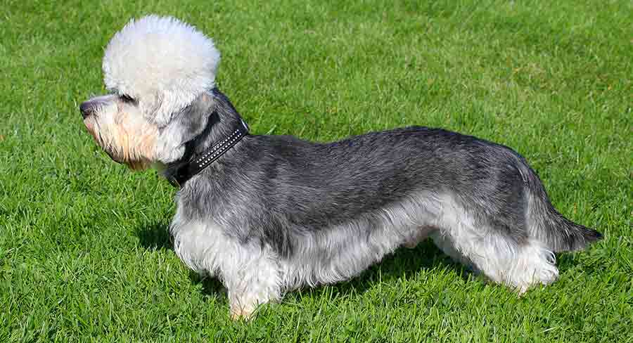 Dandie Dinmont terrier