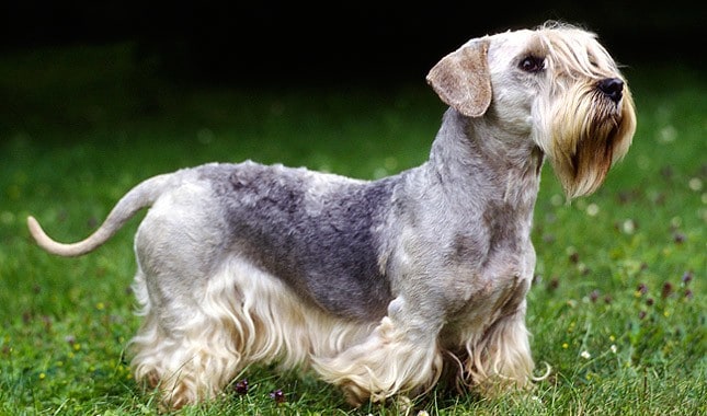 Czech terrier