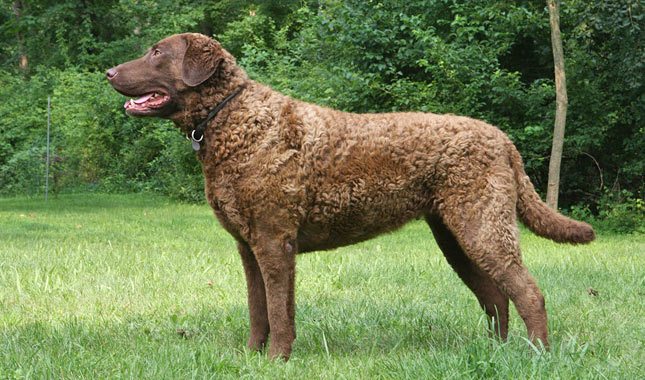 Chesapeake Bay Retriever bird breed