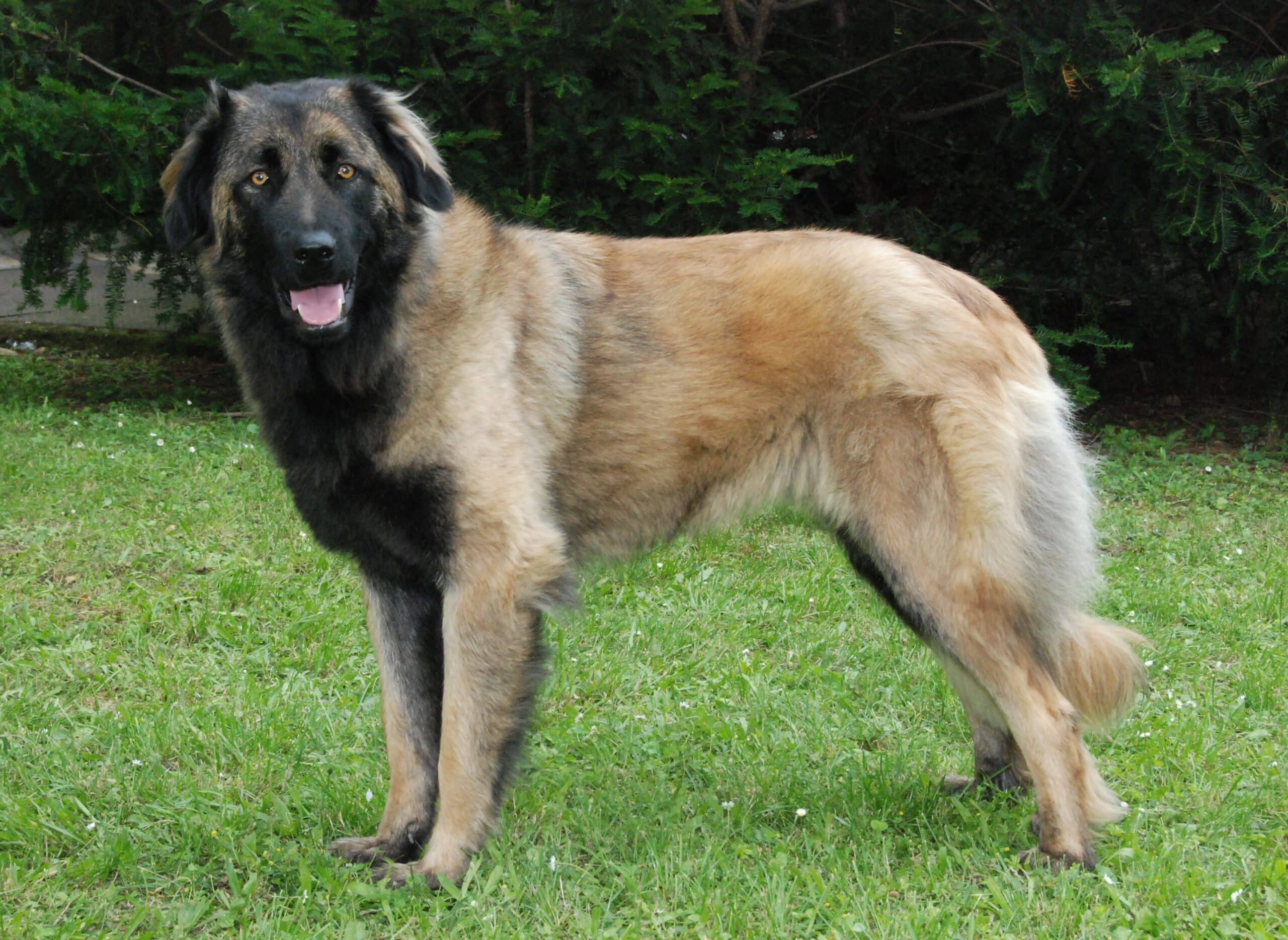 Estrela Mountain Dog rare dog breed