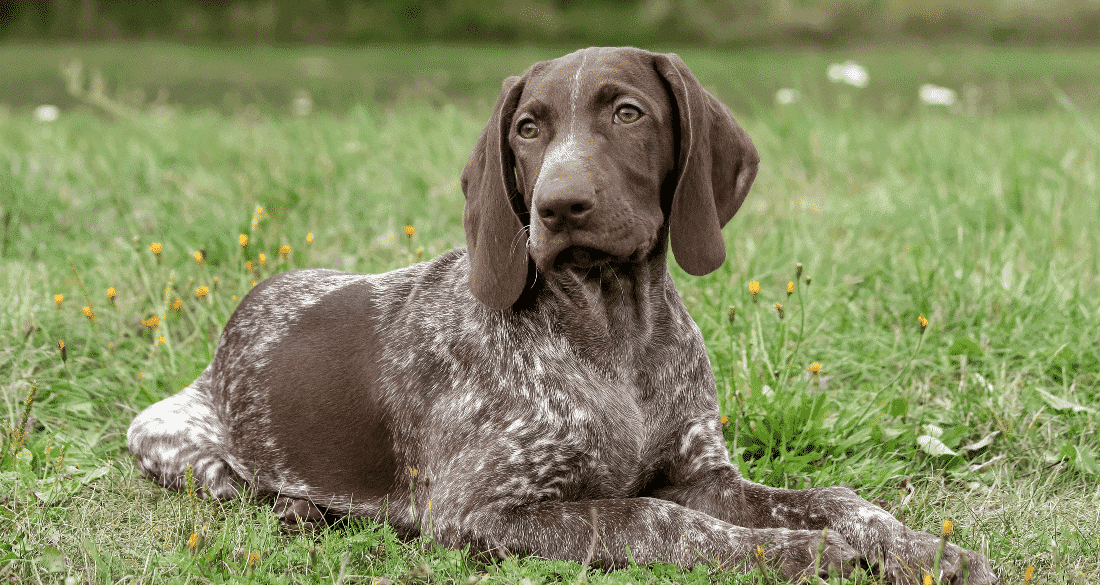German Shorthaired Pointer
