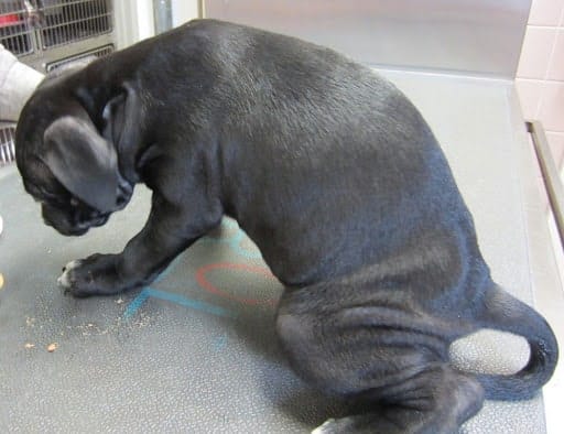 dog arched back