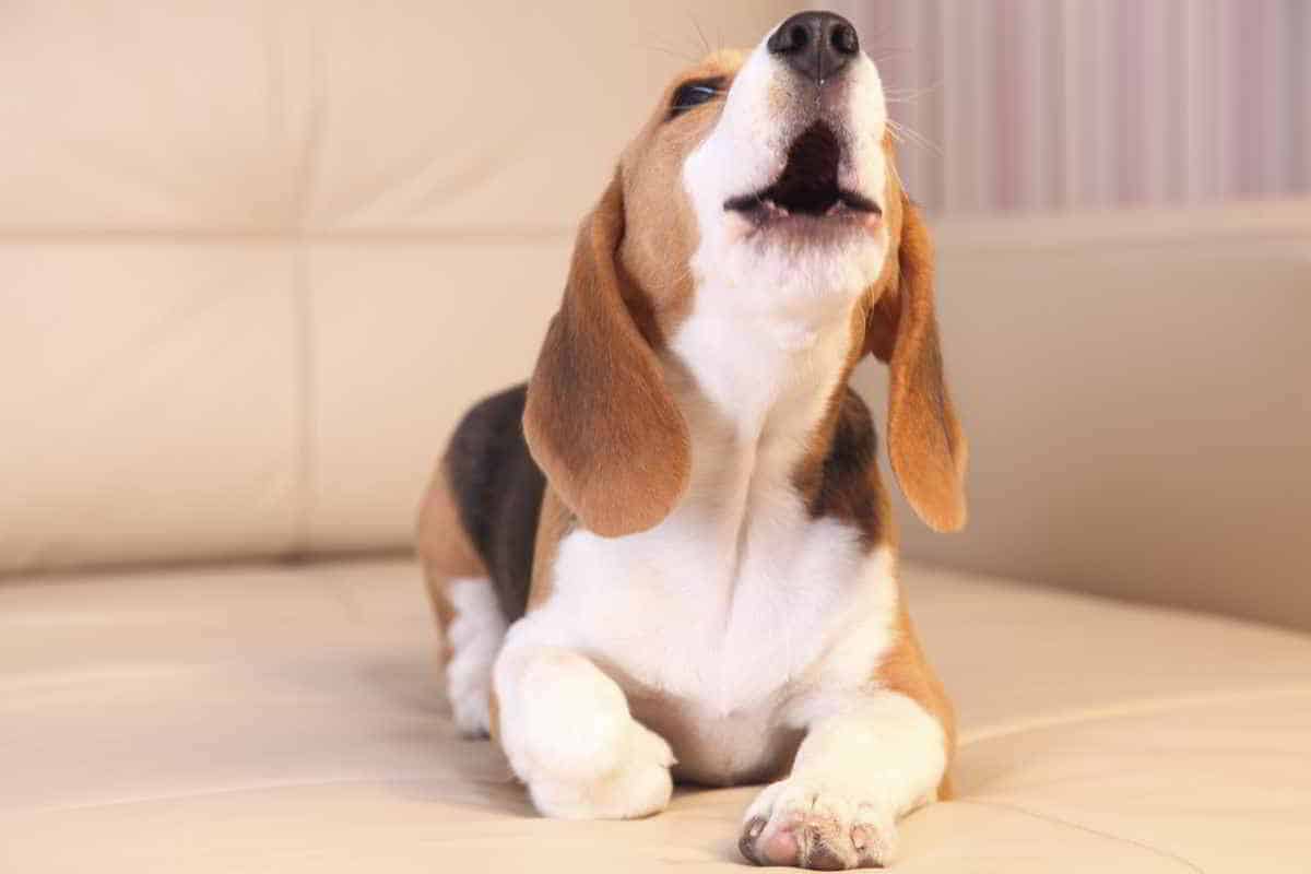 dog whining