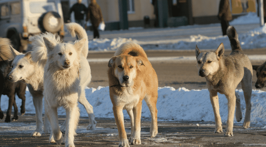 dog pack members
