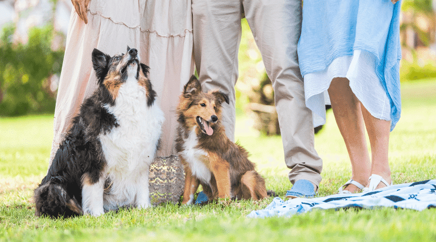 A dog feels the safest when he is next to the owner