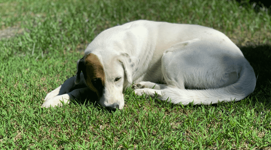 Average Temperature for Dogs