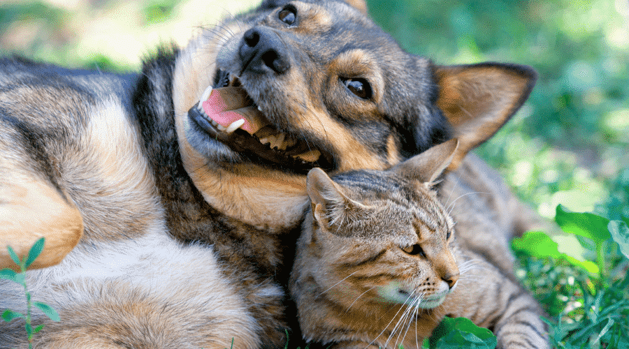 Raise a kitten and a puppy together
