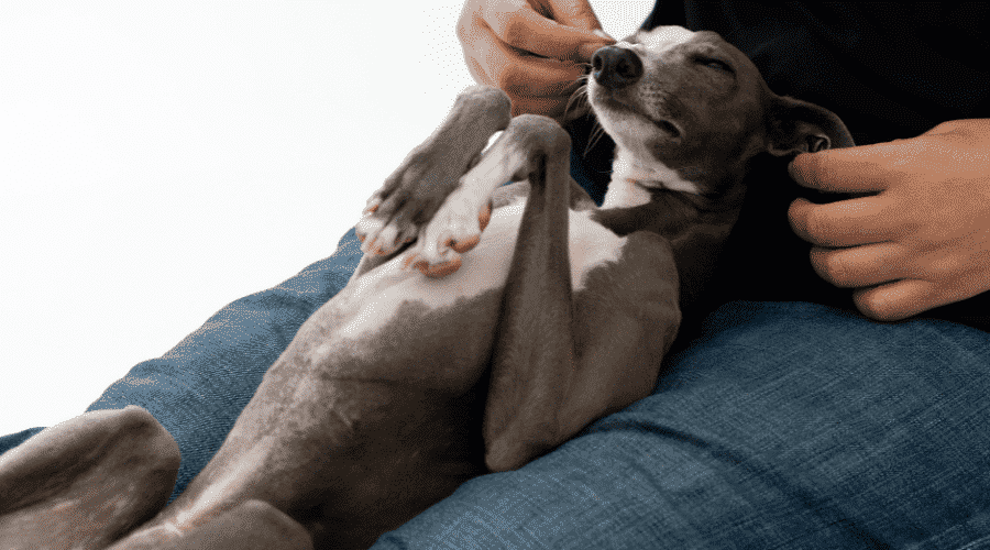 Greyhound with owner